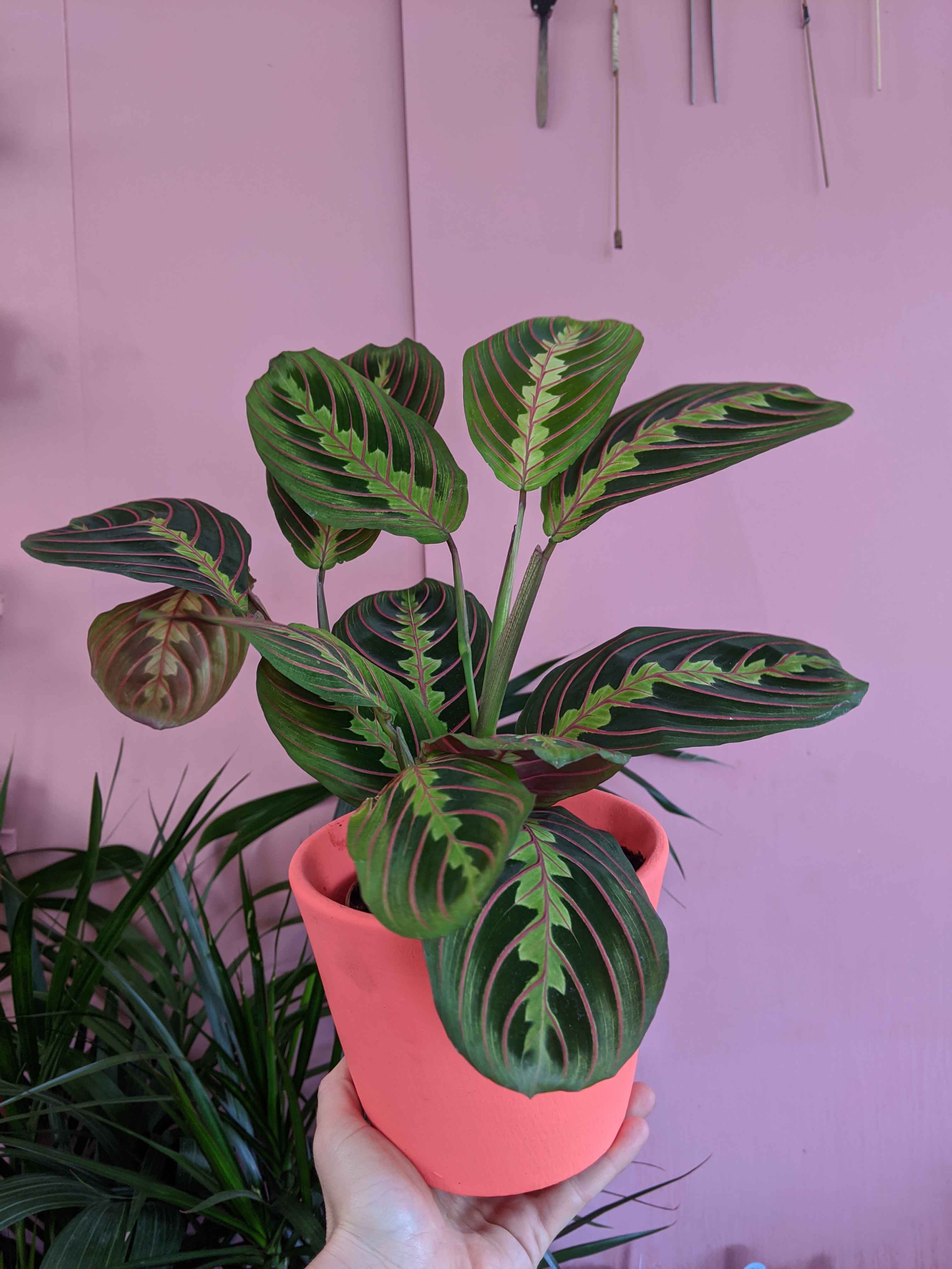 MARANTA PRAYER PLANT 
