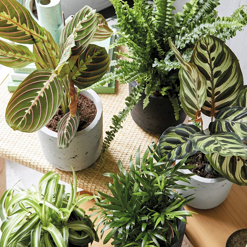 plants
