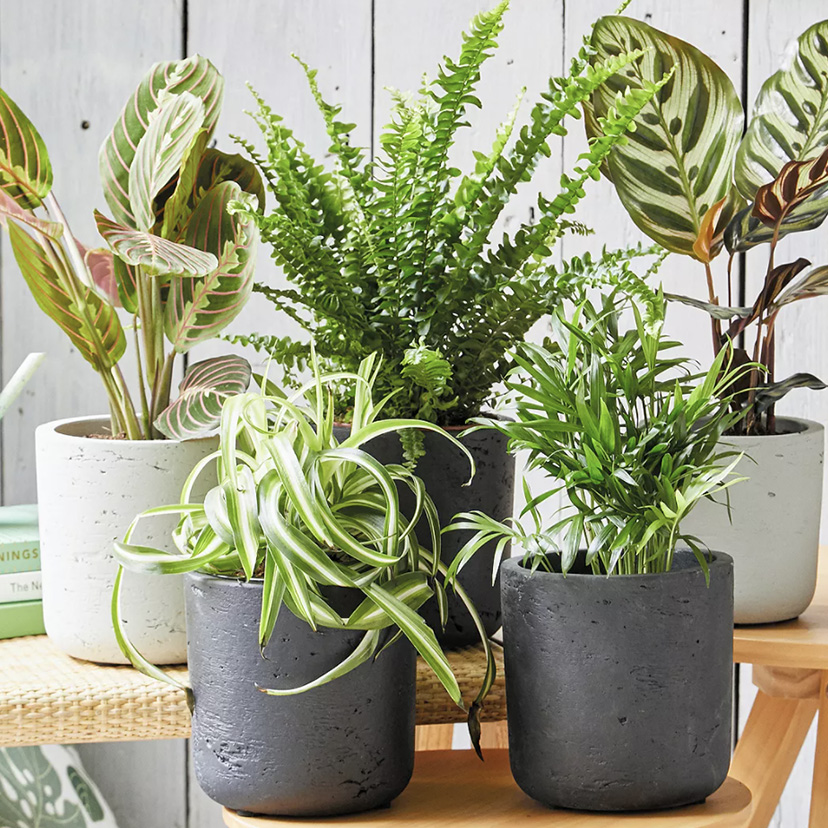 plants