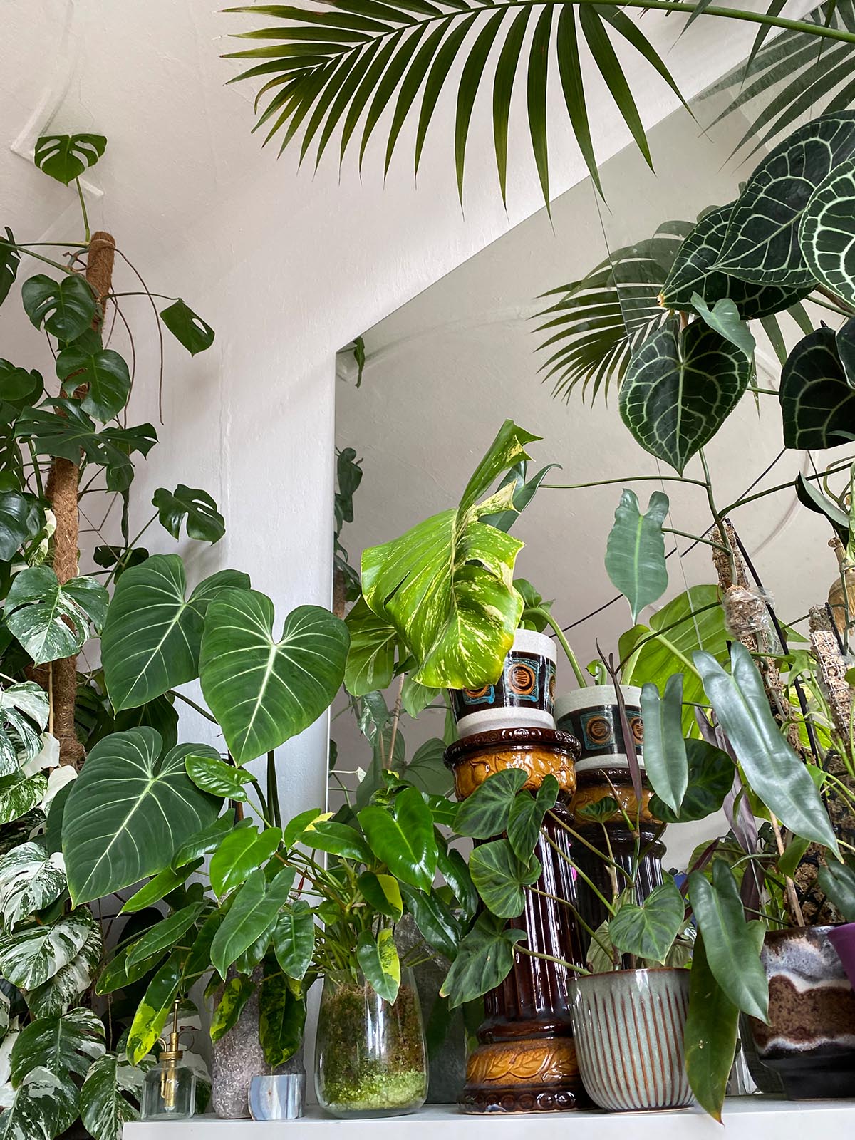 UO Guide Moe s Tips For Indoor Plants UO Culture