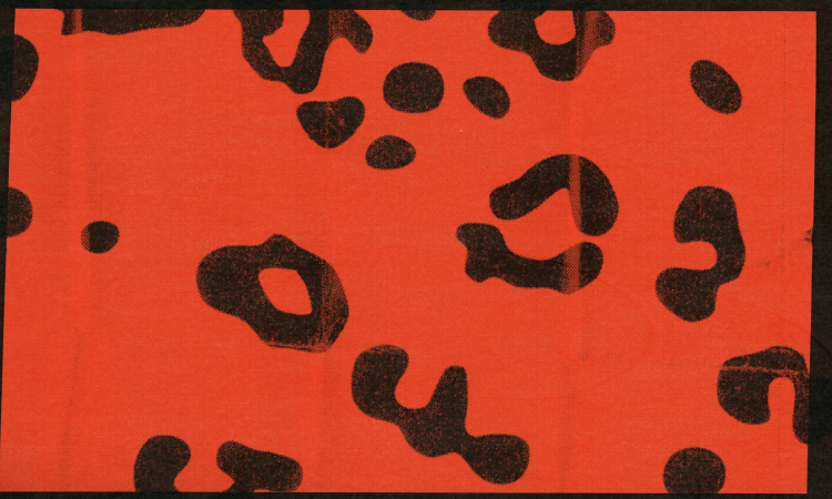 animal print