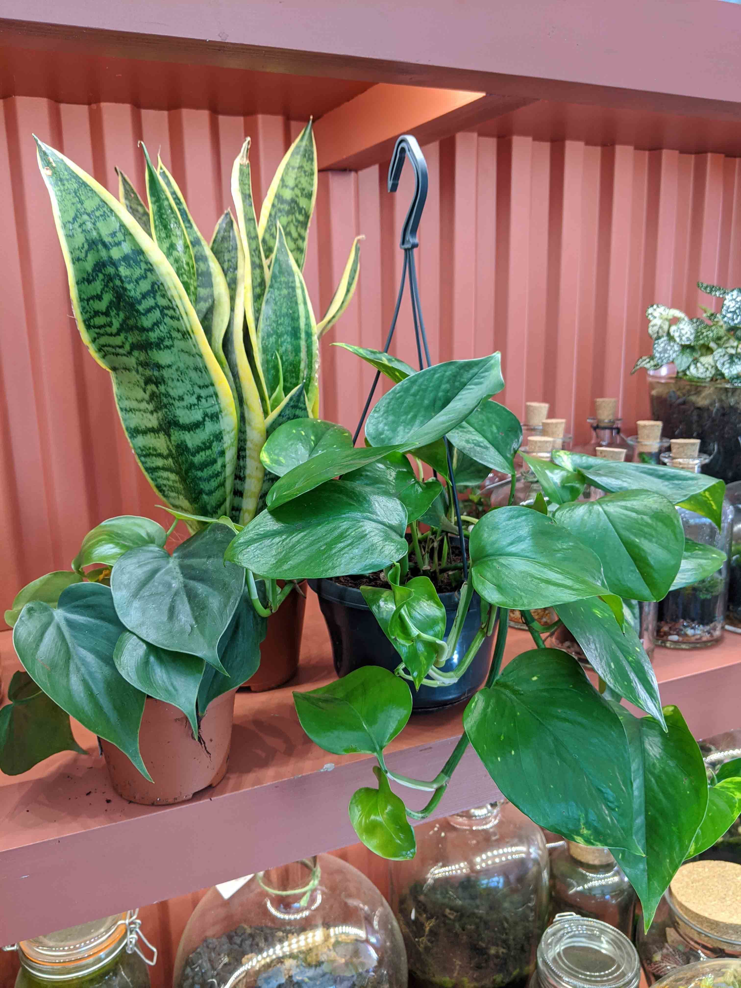 Easy To Look After Plants With London Terrariums UO Culture