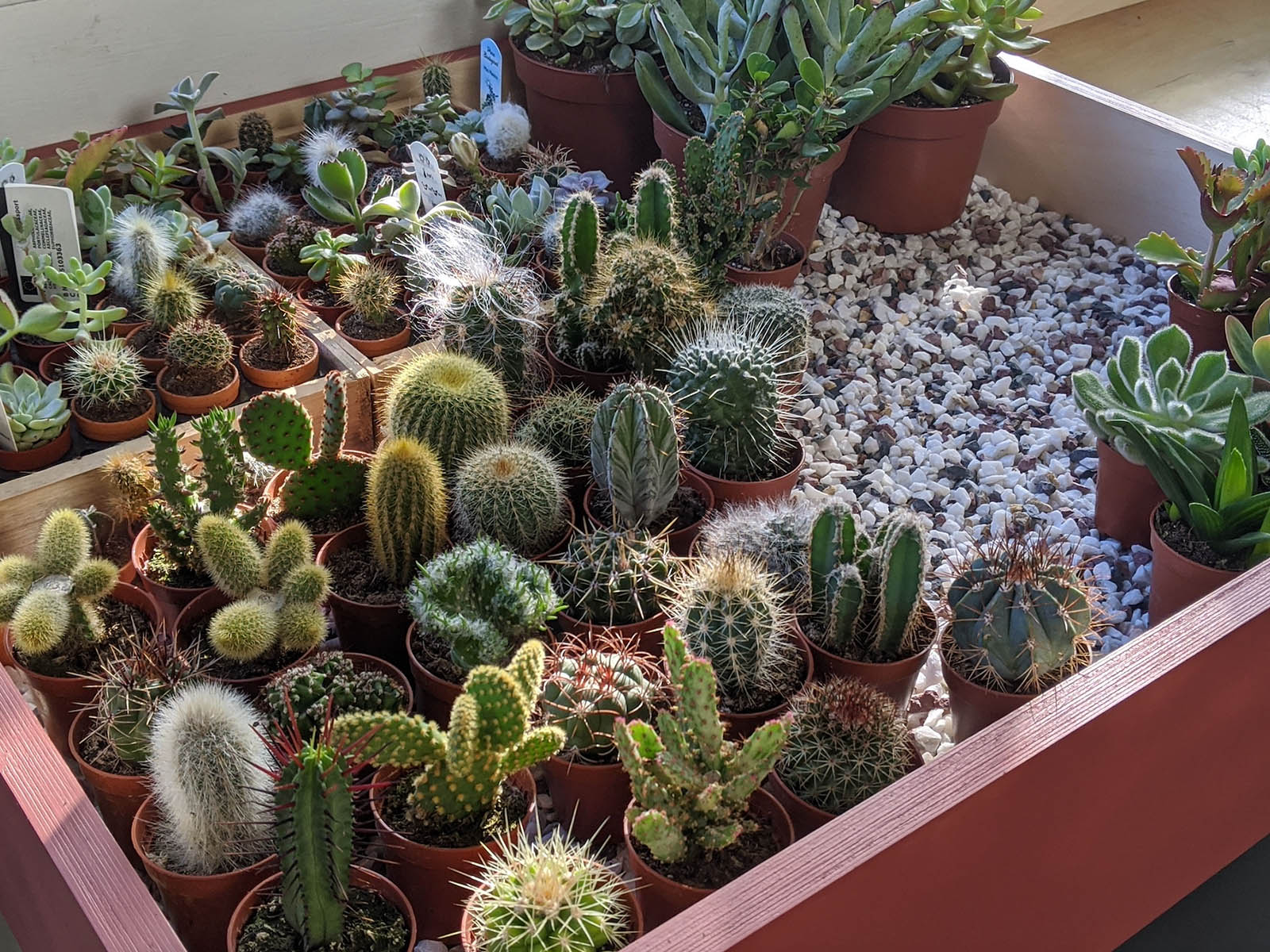 winter plant care 
