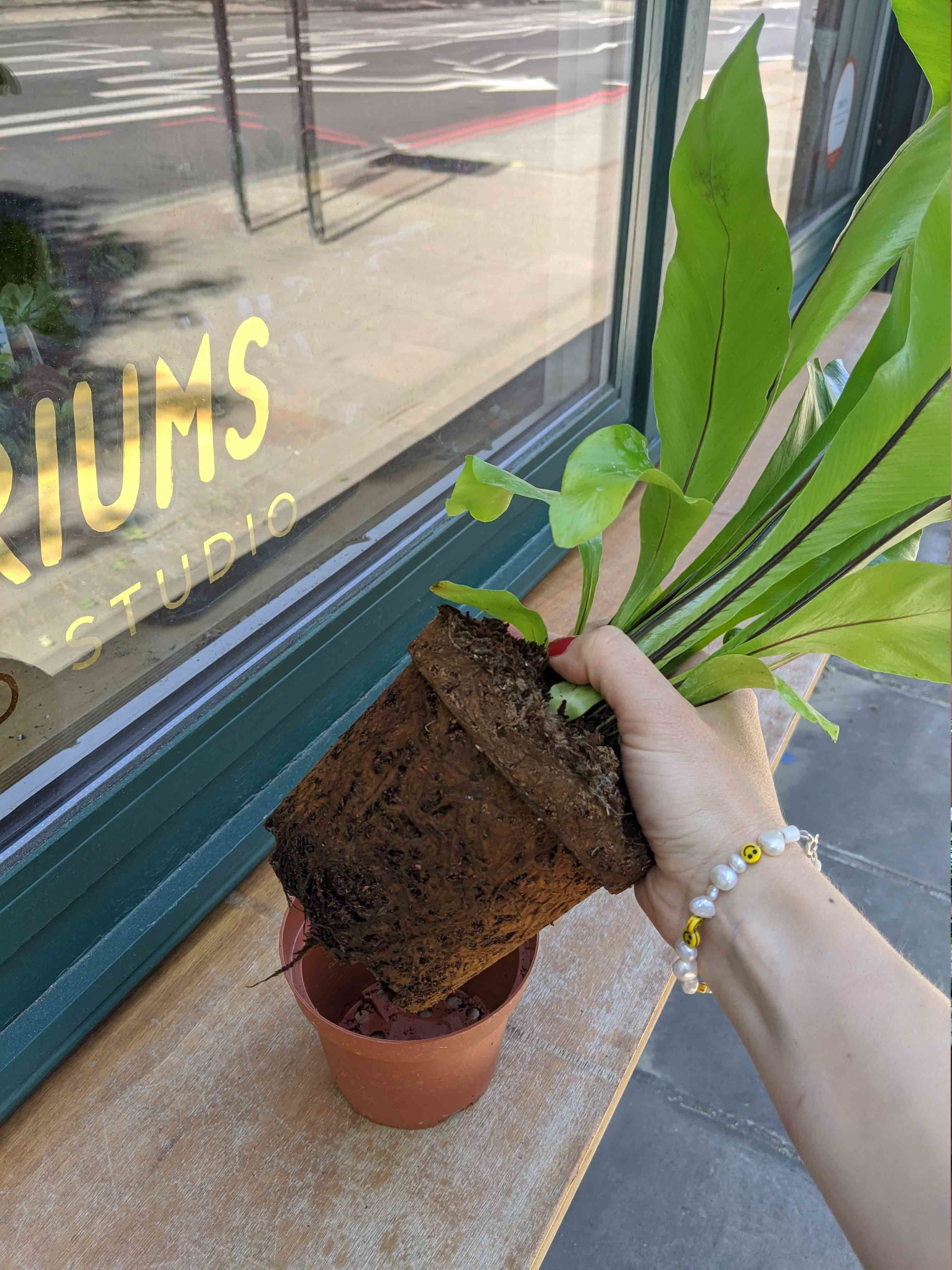 Plants For Small Spaces With London Terrariums UO Culture