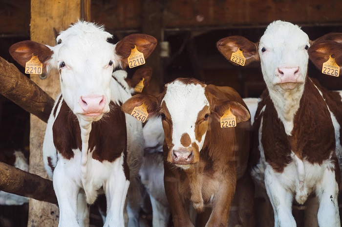 Image: cows at farm (https://unsplash.com/photos/JMjNnQ2xFoY) by Annie Spratt on Unsplash.