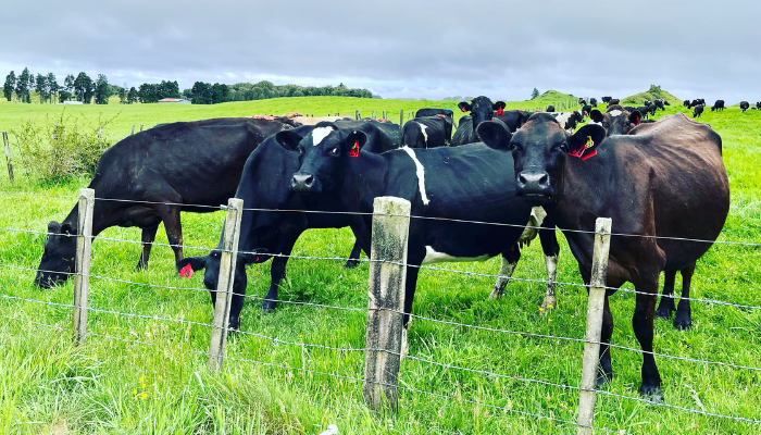 Image: Dairy cows, Rotorua, New Zealand (https://commons.wikimedia.org/wiki/File:Dairy_cows,_Rotorua,_New_Zealand.jpg) by  AnnWoolliams on Wikimedia Commons. CC BY-SA 4.0 (https://creativecommons.org/licenses/by-sa/4.0/deed.en). Image cropped.

