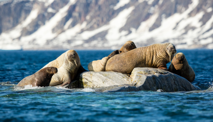 Image: NOR-2016-Svalbard-Sjuøyane-Phippsøya-Atlantic Walrus (Odobenus rosmarus rosmarus) 03 (https://commons.wikimedia.org/wiki/File:NOR-2016-Svalbard-Sju%C3%B8yane-Phipps%C3%B8ya-Atlantic_Walrus_(Odobenus_rosmarus_rosmarus)_03.jpg) by Andrew Shiva (Godot13) on Wikimedia Commons.
