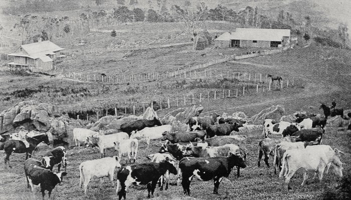 1901 black and white photo of the Waikiekie homestead in Northern Auckland. Dairy cows are in the foreground.
