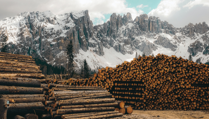 Colour photo of a logging area. It shows piles of tree logs in front of a forest on snow-covered mountains.