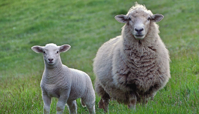 Colour photo of a lamb (baby sheep) with an adult sheep.