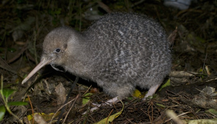 Colour photo of a young little-spotted kiwi at Zealandia Ecosanctuary.