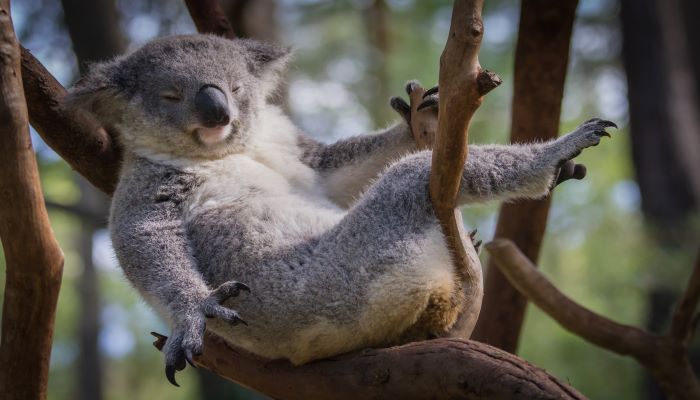 Colour photo of a koala resting on tree branches.