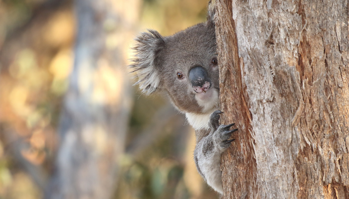 Image: Koala (Phascolarctos cinereus) (26748321945) (https://commons.wikimedia.org/wiki/File:Koala_(Phascolarctos_cinereus)_(26748321945).jpg) by  patrickkavanagh on Wikimedia Commons. CC BY 2.0 (https://creativecommons.org/licenses/by/2.0/deed.en). Image cropped.
