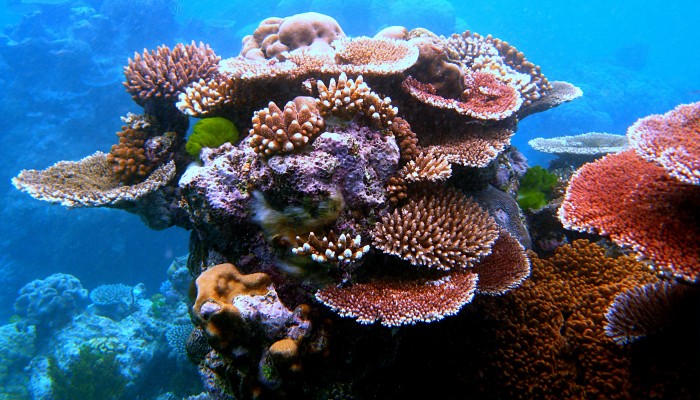 Image: Coral Outcrop Flynn Reef (https://commons.wikimedia.org/wiki/File:Coral_Outcrop_Flynn_Reef.jpg) by Toby Hudson on Wikimedia Commons.