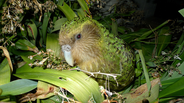 Image: Kakapo Sirocco (https://www.flickr.com/photos/docnz/8528623525/) by Chris Birmingham on Flickr.