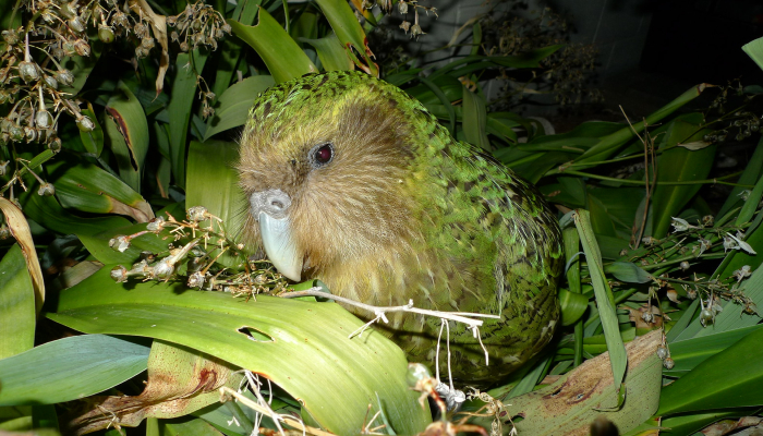 Image: Kakapo Sirocco (https://commons.wikimedia.org/wiki/File:Kakapo_Sirocco_1.jpg) by Chris Birmingham | Department of Conservation on Wikimedia Commons.