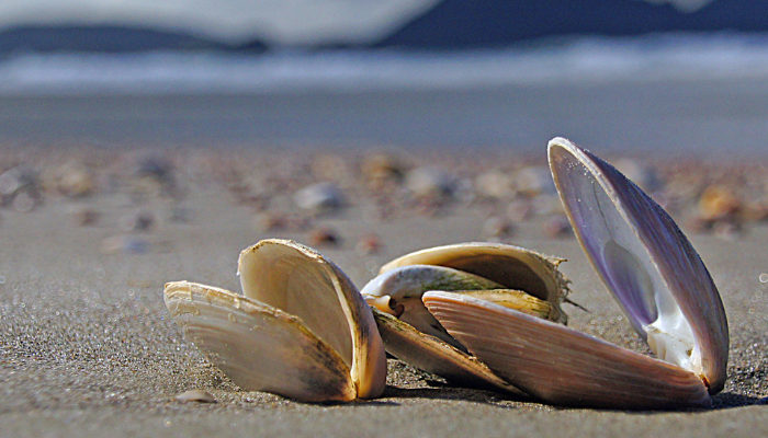 Image: Seashells. (8107866482) (https://commons.wikimedia.org/wiki/File:Seashells._(8107866482).jpg) by Bernard Spragg. NZ on Wikimedia Commons. CC0 1.0 (https://creativecommons.org/publicdomain/zero/1.0/deed.en). Image cropped.
