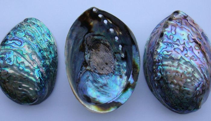 Colour photo of three polished paua shells in a row.