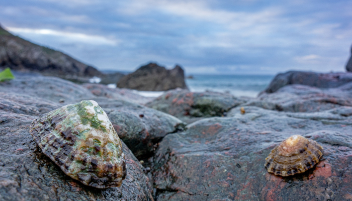 Colour photo of a rocky area along the seashore. There are a couple of limpets attached to some rocks.