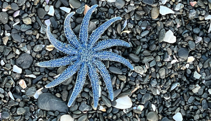Image: Eleven-armed Sea Star (Coscinasterias muricata) (https://www.inaturalist.org/observations/376977638) by lift_education on iNaturalist. CC BY-NC 4.0 (https://creativecommons.org/licenses/by-nc/4.0/). Image rotated and cropped.
