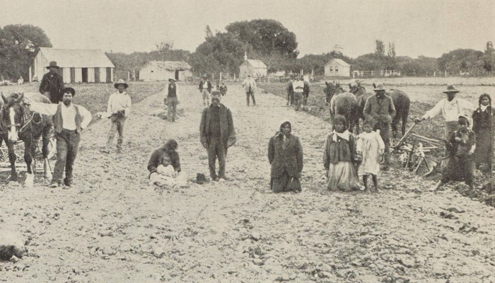 1903 black and white photo showing Māori families planting their annual crop of potatoes in Ohinemuri, Auckland.