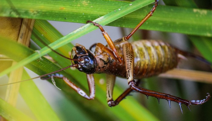 Colour photo of a wētā hanging upside down from some grass.