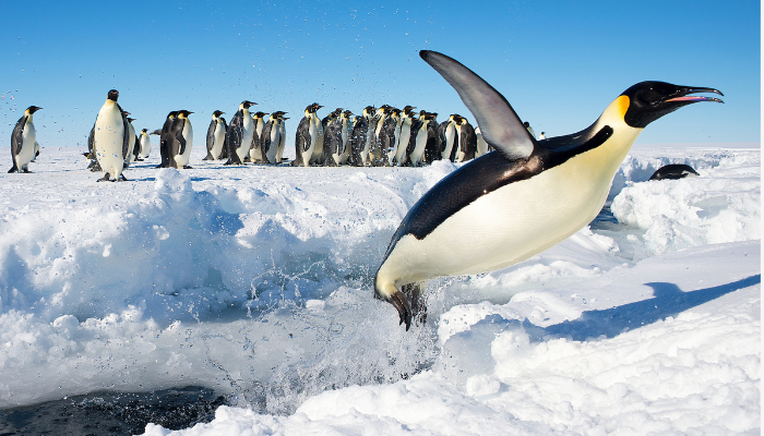 Image: Penguin in Antarctica jumping out of the water (https://commons.wikimedia.org/wiki/File:Penguin_in_Antarctica_jumping_out_of_the_water.jpg) by Christopher Michel on Wikimedia Commons. CC BY 2.0 (https://creativecommons.org/licenses/by/2.0/deed.en). Image cropped.
