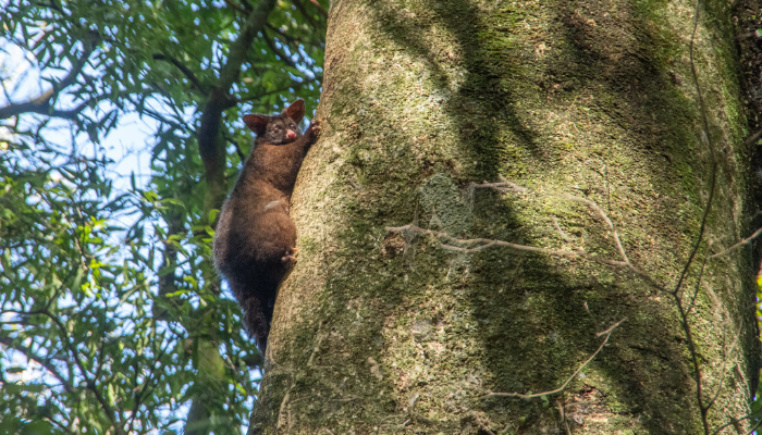 Image: Common Brushtail Possum (https://www.inaturalist.org/observations/242604186) by M Rutherford on iNaturalist. CC BY-NC 4.0 (https://creativecommons.org/licenses/by-nc/4.0/). Image cropped.
