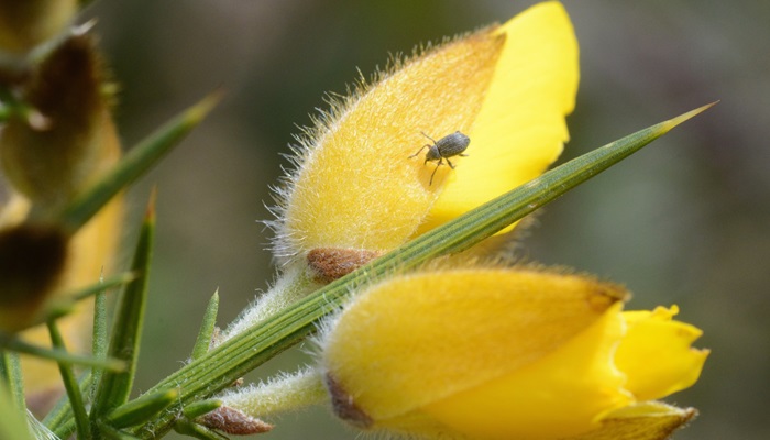 Image: Alligator weed (https://digitalnz.org/records/42917641/alligator-weed) by Jacqui Geux on DigitalNZ.
