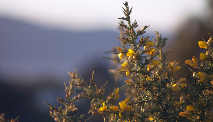 Colour photo of a gorse plant which is a pest plant in Aotearoa NZ. It has yellow flowers and sharp spine-like leaves.