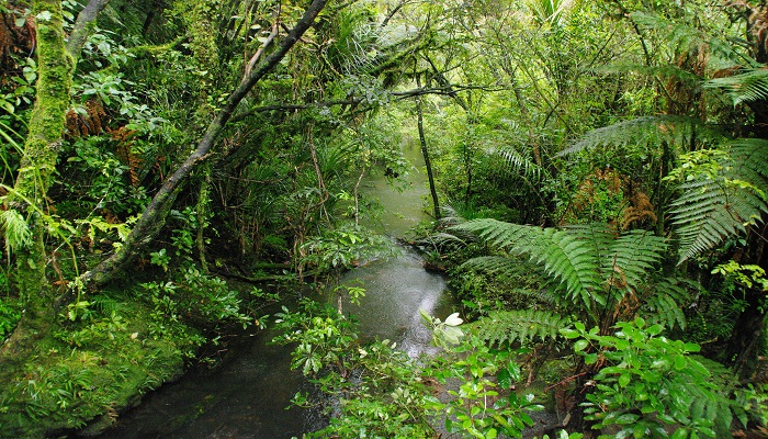 Colour photo of a forest in Aotearoa NZ showing a stream surrounded by green plants, trees and ferns.
