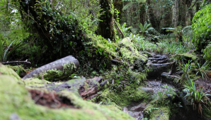 Colour photo from the Tararua Forest in Aotearoa NZ showing a a fallen log surrounded by green plants, trees and ferns.