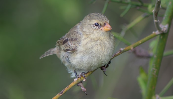 Colour photo of a Darwin Finch. Different species of finches in the Galápagos Islands helped Charles Darwin come up with his The Theory of Evolution.