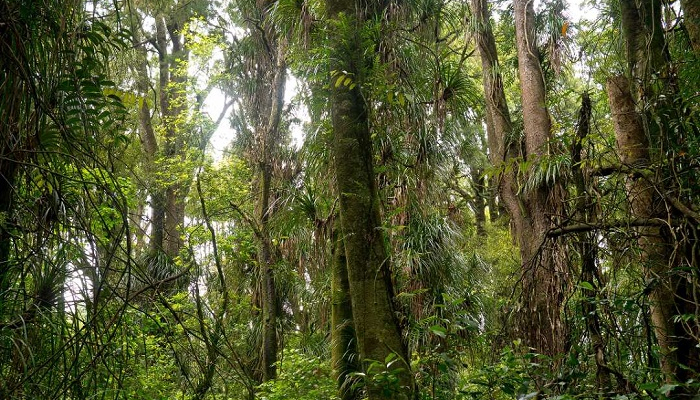 Colour photo of native trees and plants in a bush in Aotearoa NZ.