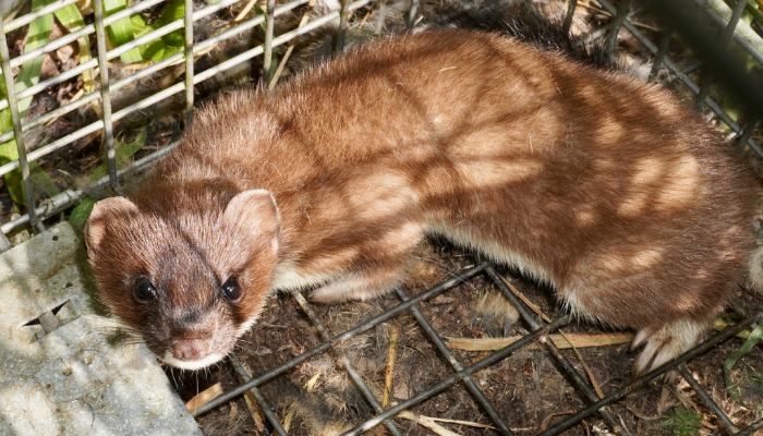 Image: Eurasian Stoat (Mustela erminea) (https://www.inaturalist.org/observations/103603583) by strewick on iNaturalist. CC BY-NC 4.0 (https://creativecommons.org/licenses/by-nc/4.0/). Image cropped.
