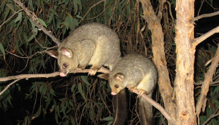 Colour photo of 2 possums on a tree branch at night.