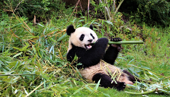 Colour photo of a panda chewing a bamboo stem.