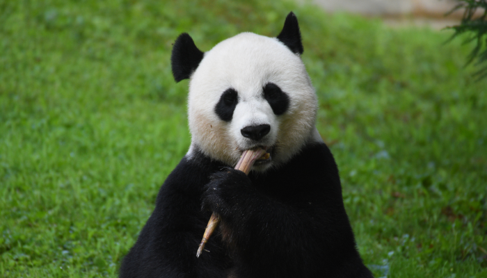 Colour photo of a gaint panda chewing a bamboo stem.