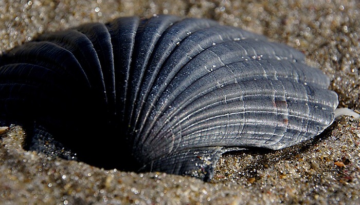 Image: Black scallop shell (https://commons.wikimedia.org/wiki/File:Black_scallop_shell._(8107848272).jpg) by Bernard Spragg.NZ on Wikimedia Commons.