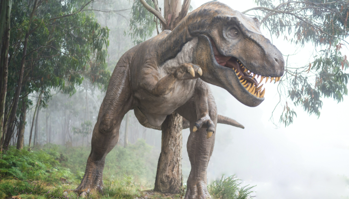 Colour photo showing a large dinosaur statue of a tyrannosaurus rex in a forest backdrop.