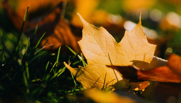 Colour photo of brown and yellow autumn leaves on green grass.