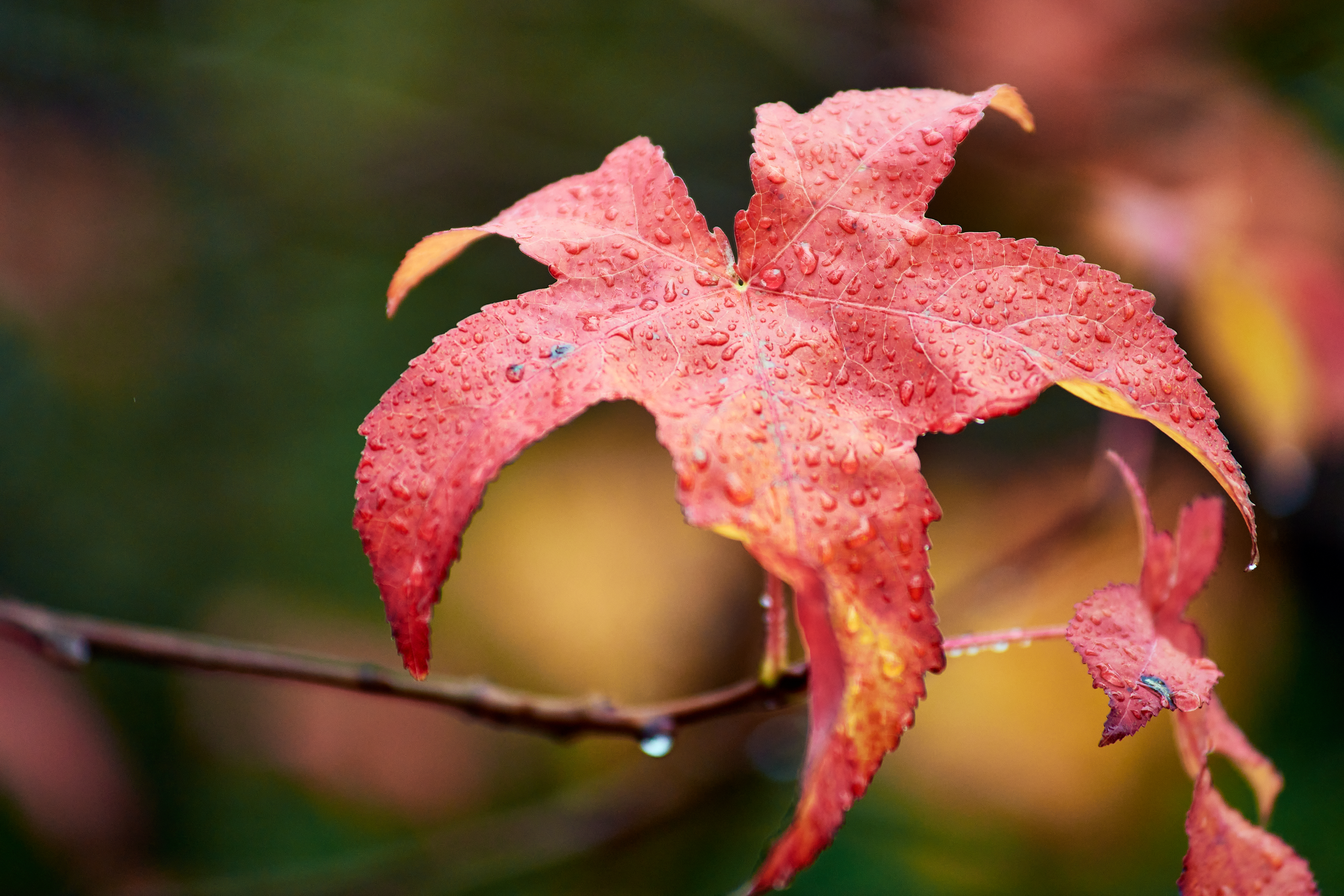 Image: Lovely autumn leaves (https://commons.wikimedia.org/wiki/File:Lovely_autumn_leaves_(49972512996).jpg) by Geoff McKay on Wikimedia Commons. CC BY 2.0 (https://commons.wikimedia.org/wiki/File:Lovely_autumn_leaves_(49972512996).jpg). Image cropped.
