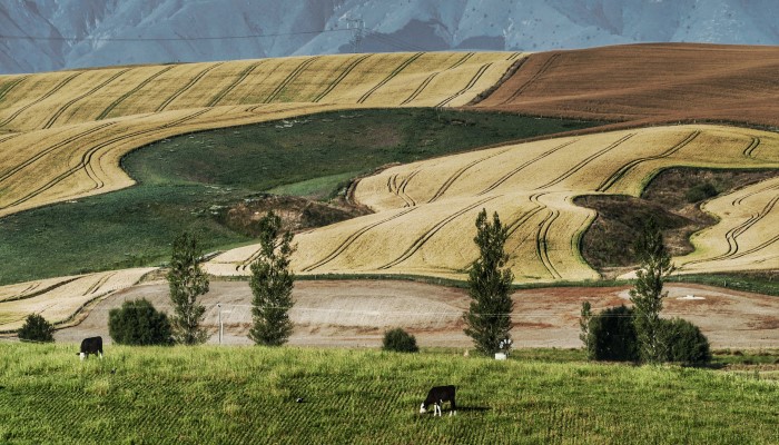 Photo of hills covered in crop stubble left after a harvest. There are a couple of cows in the foreground. 