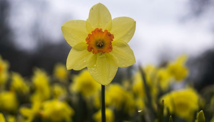 Colour photo of a field of daffodils. It focuses on one daffodil, showing bright yellow petals and an orange corona (cup).