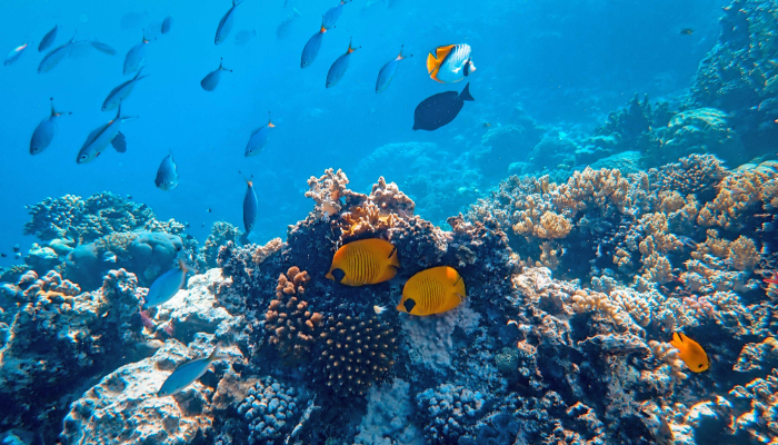 Colour photo of the ocean floor showing rock, coral, a variety of fish and other ocean life.