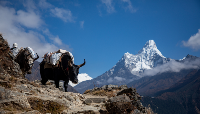 Image: Mt. Ama Dablam- Sagarmatha National Park (https://commons.wikimedia.org/wiki/File:Mt._Ama_Dablam-_Sagarmatha_National_Park.jpg) by Sangyam adventurer on Wikimedia Commons. CC BY-SA 4.0 (https://creativecommons.org/licenses/by-sa/4.0/deed.en). Image cropped.
