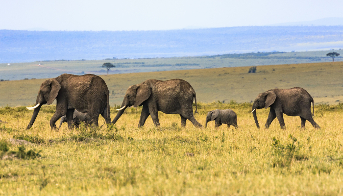 Colour photo showing 3 adult elephants and a calf (baby elephant) walking together in Kenya.
