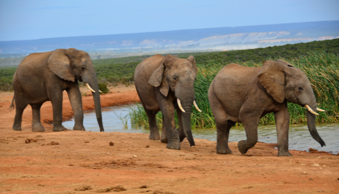 Colour photo 3 african elephants walking around a watering hole in Addo Elephant National Park (South Africa).