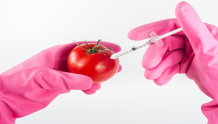 Colour photo of gloved hands injecting a syringe into a tomato.