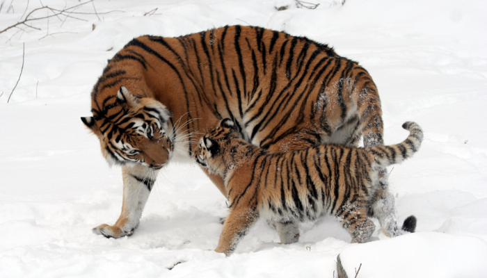 Colour photo of 2 tigers. One is a cub. They are walking on snow.